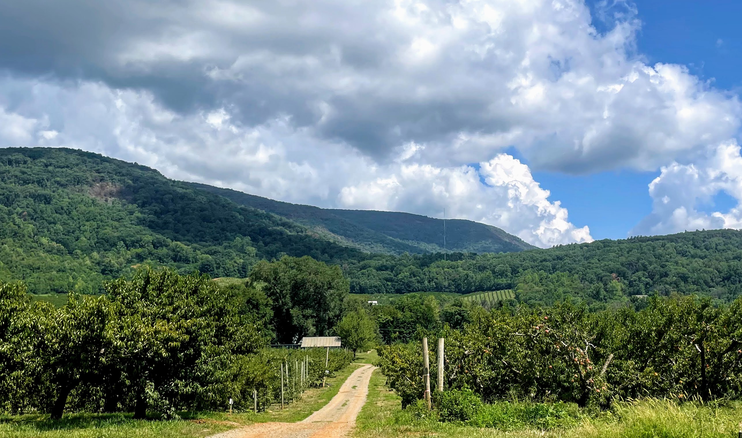 Pick Peaches in the Mountains